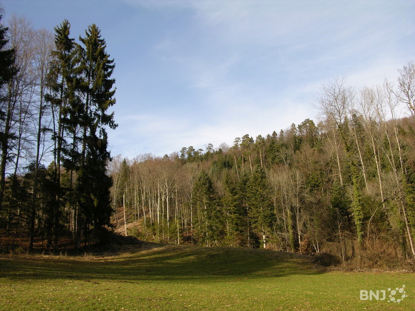L'Office des forêt du canton de Berne change de visage. 