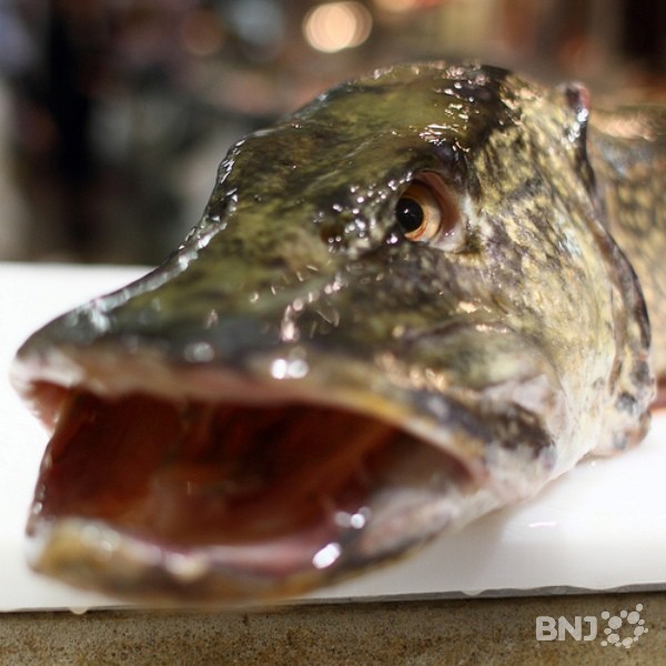 Les espèces des lacs seront invemtoriées