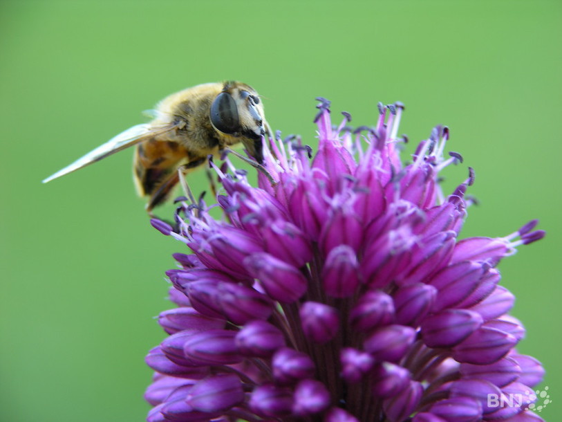 Abeille