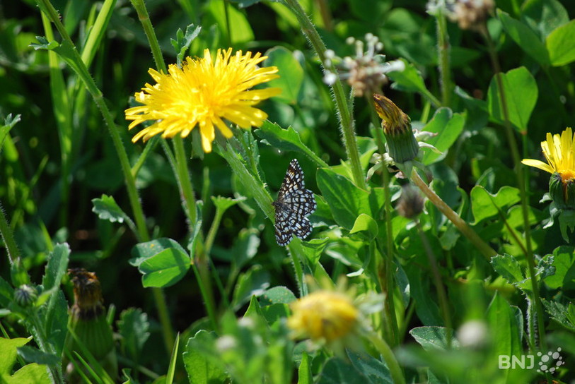 Papillon sur un pissenlit