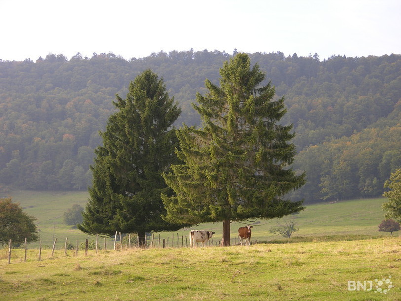 Paysage jurassien