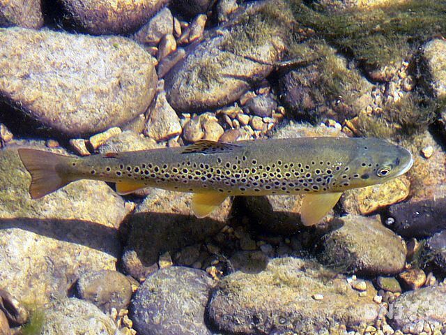 Dès le 1er mars, les truites devront à nouveau cohabiter avec les pêcheurs.