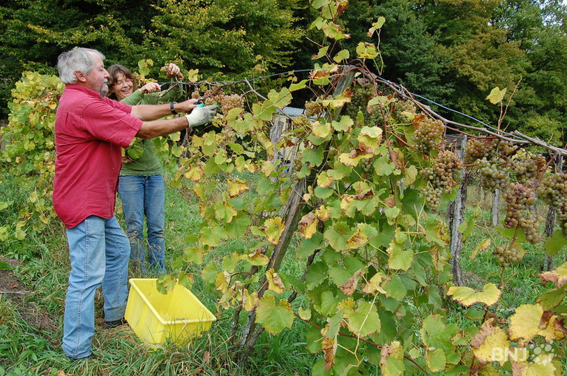 Vignes Soyhières