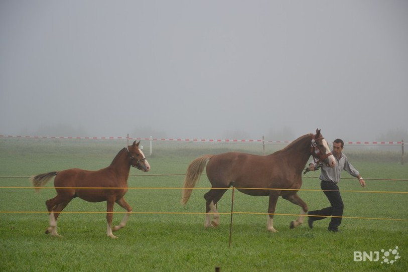 Chevaux de la race des Franches-Montagnes