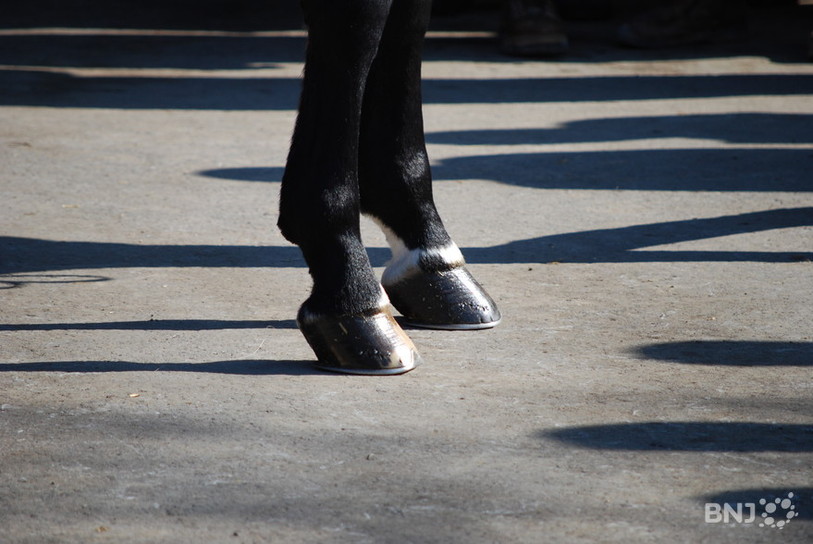 Sabots de cheval