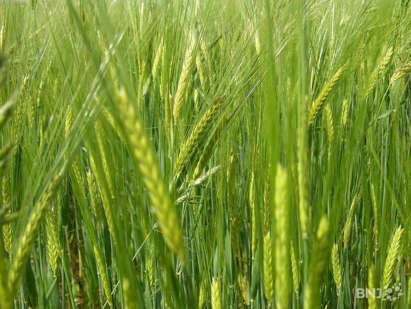 Champ de céréales