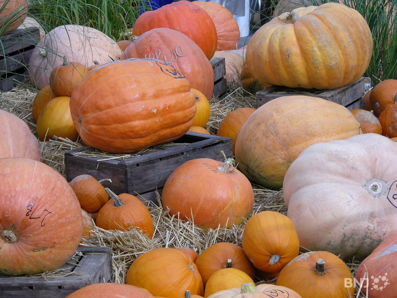 Citrouilles