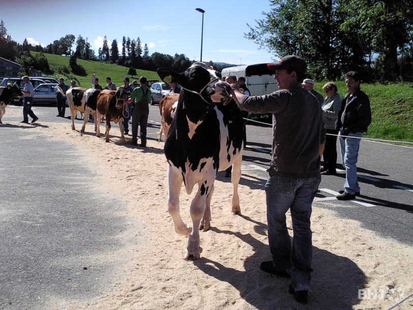 Concours de taureaux