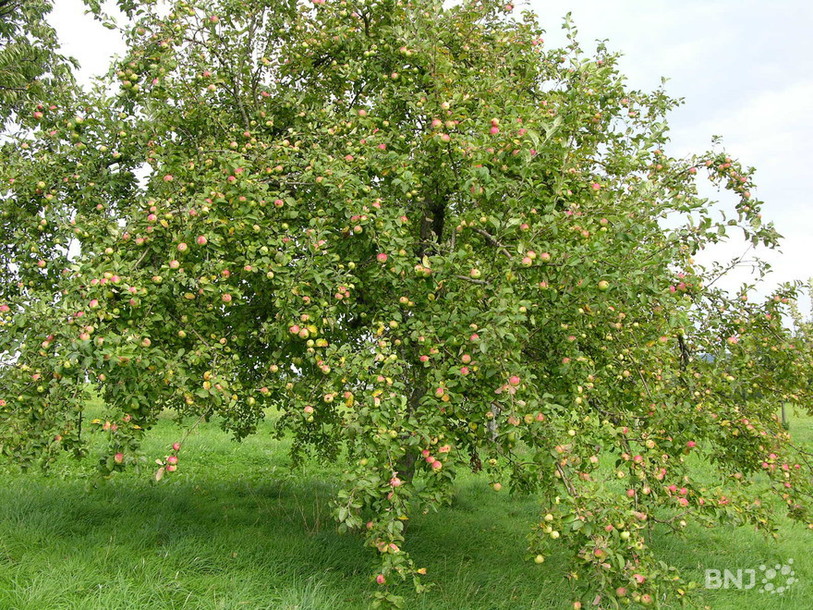 Pommier