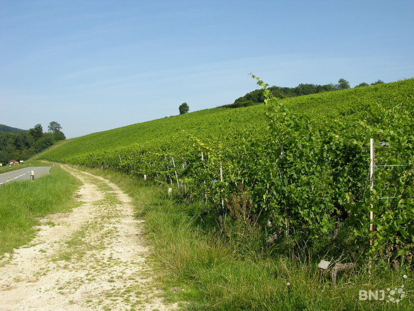 Vigne à Buix