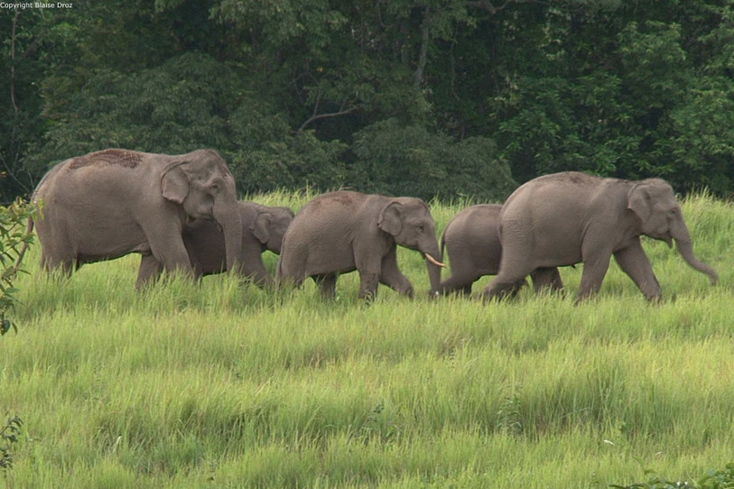 Un groupe d’éléphants