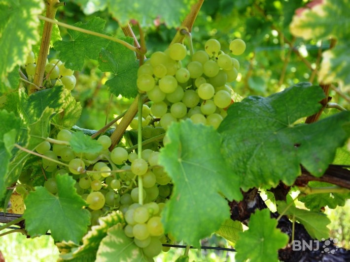 Grappes de raisin