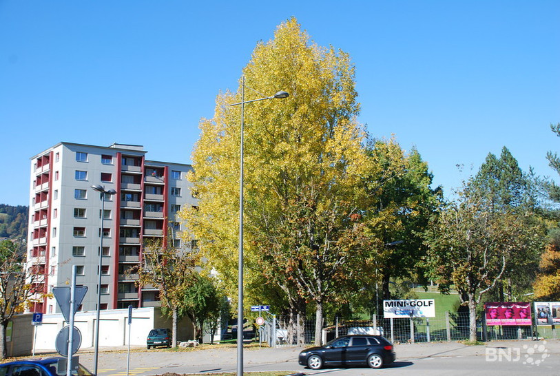 13 arbres seront abattus pour laisser la place à une haie vive