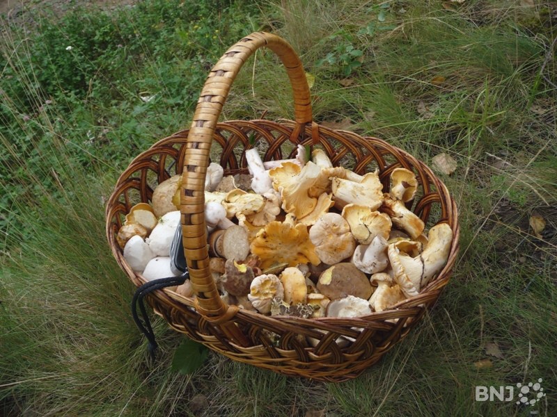 Champignons