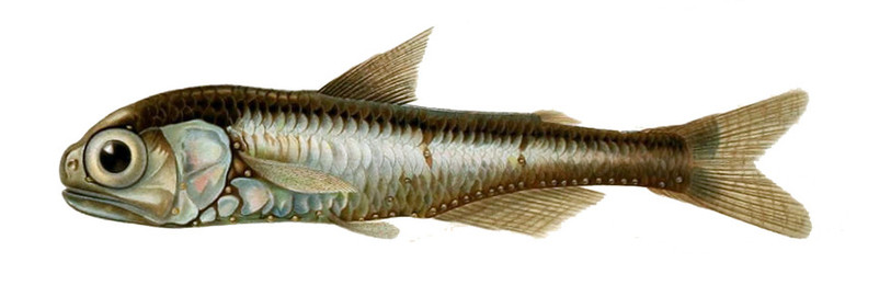 Poisson