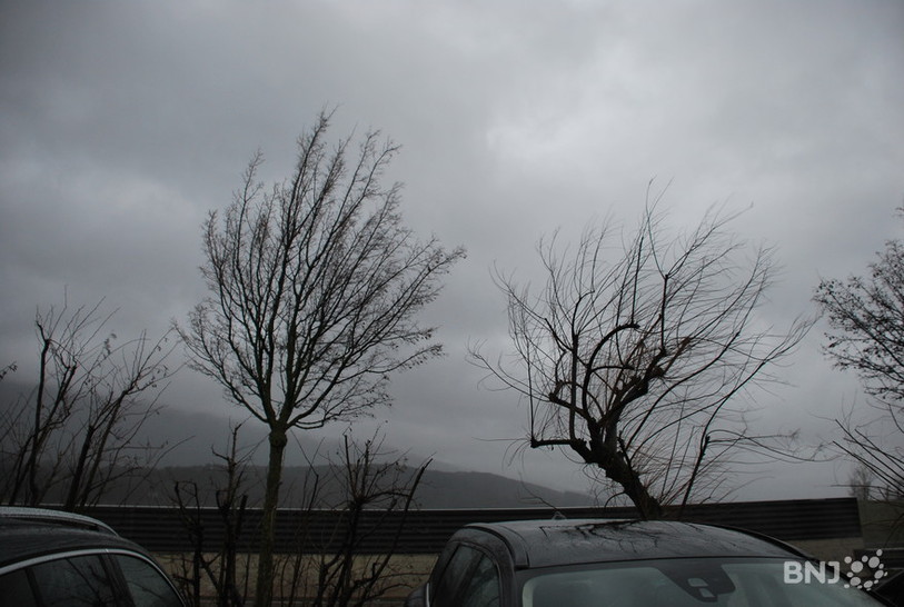 Des arbres secoués par la tempête