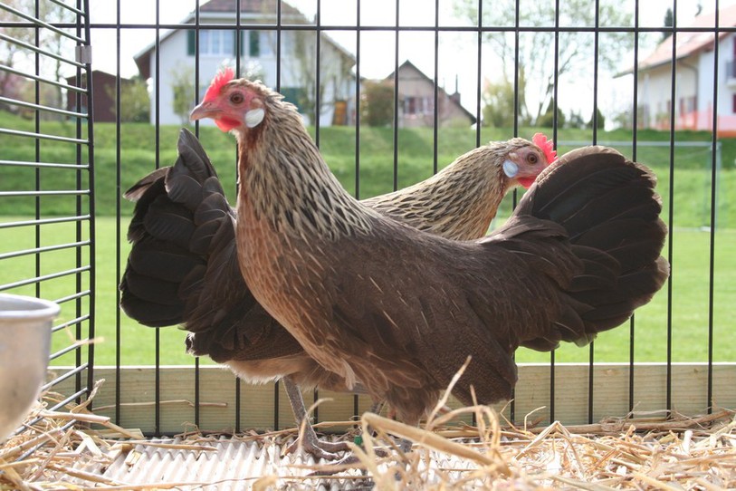 Poules Naine allemande