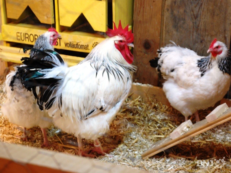 poule