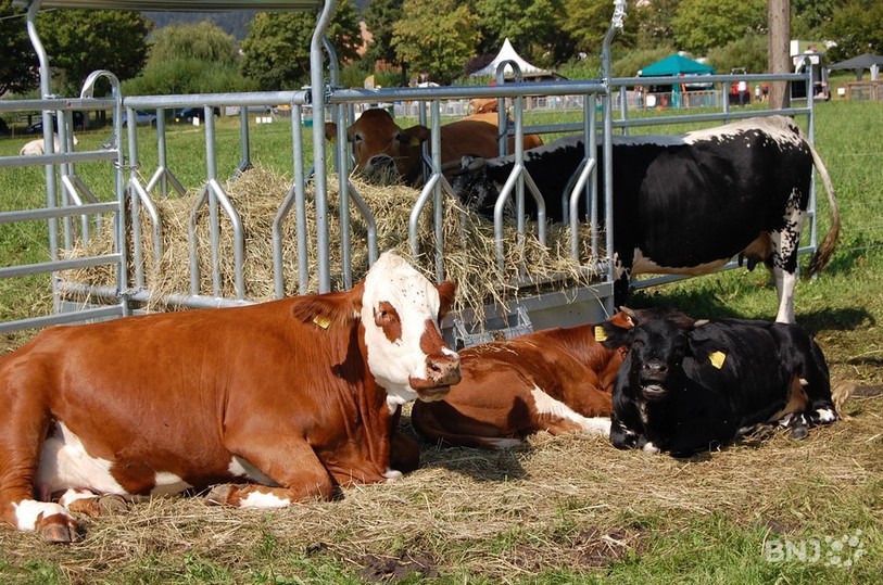 Vaches