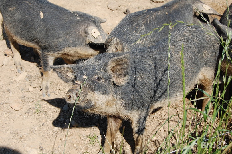cochons noirs laineux hirondelles