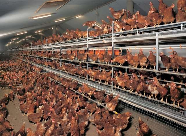 Un élevage de poules.