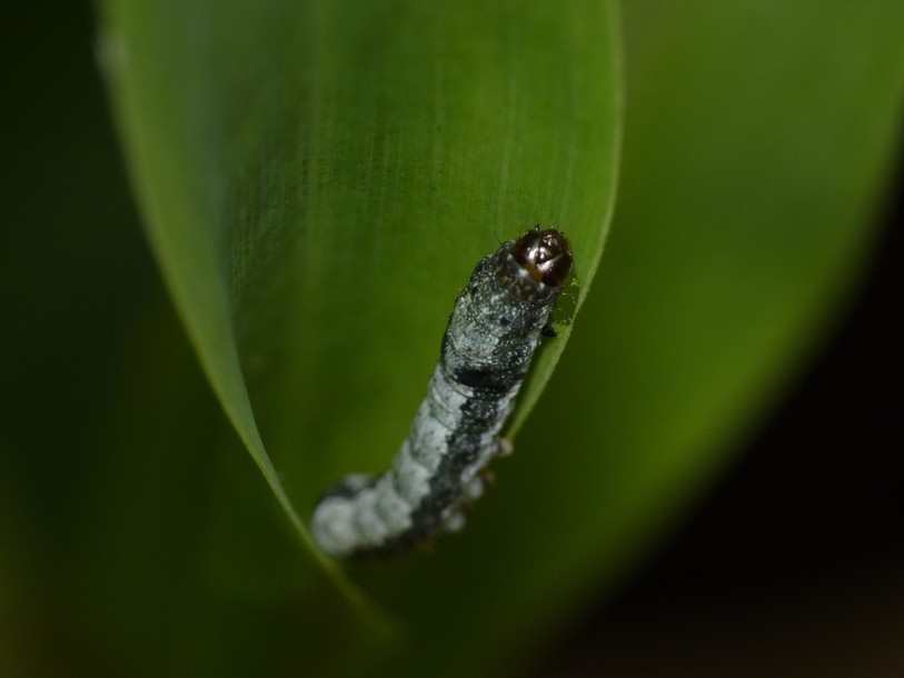 Comprendre les relations entre plantes et insectes