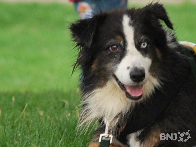 Chien