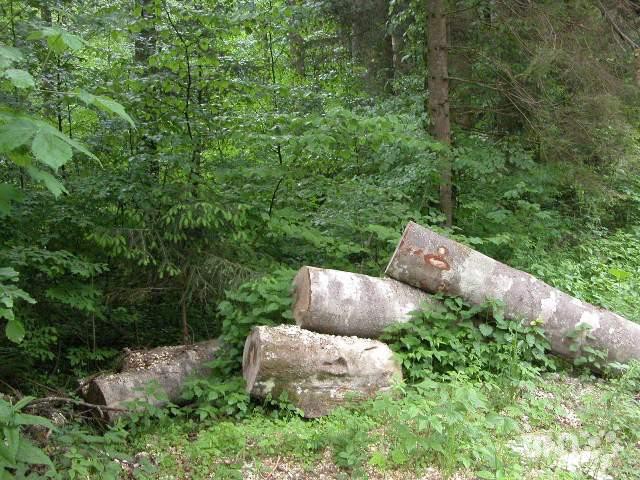 forêt