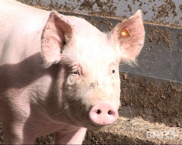 COchon