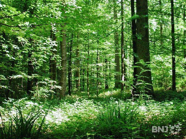 forêt