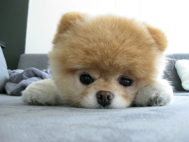 Il Est Trop Chouuuuuuuuuuuuu Rtn Votre Radio Regionale Il Est Trop Chouuuuuuuuuuuuu Rtn Votre Radio Regionale
