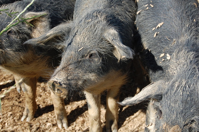 cochons