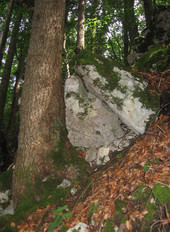 Les forêts protectrices permettent notamment de prévenir les chutes de pierres.