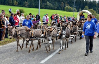 Désalpe du Boéchet 2012