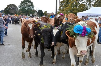 Désalpe du Boéchet 2012