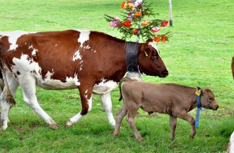 Désalpe du Boéchet 2012