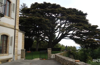 le cèdre dans le jardin du château