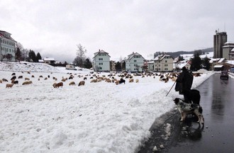 250 moutons, 3 chiens, un âne et leur berger ont traversé Tavannes mardi après-midi