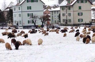250 moutons, 3 chiens, un âne et leur berger ont traversé Tavannes mardi après-midi