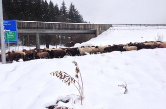250 moutons, 3 chiens, un âne et leur berger ont traversé Tavannes mardi après-midi