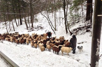 250 moutons, 3 chiens, un âne et leur berger ont traversé Tavannes mardi après-midi