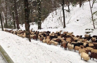 250 moutons, 3 chiens, un âne et leur berger ont traversé Tavannes mardi après-midi