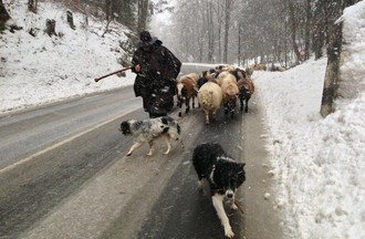 250 moutons, 3 chiens, un âne et leur berger ont traversé Tavannes mardi après-midi