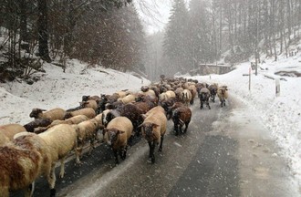250 moutons, 3 chiens, un âne et leur berger ont traversé Tavannes mardi après-midi