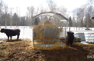 Les vaches Highland d'Olivier Montandon