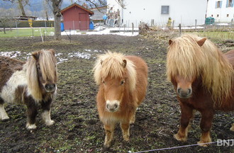 Mon coup de coeur pour ces poneys