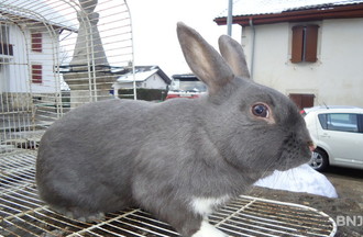 Le lapin de Claude
