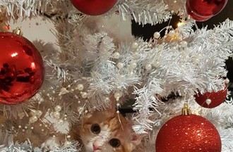 La photo gagnante choisie par Diane, le chaton Rouxy dans le sapin