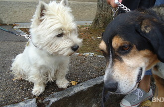 Paddy et Bobby