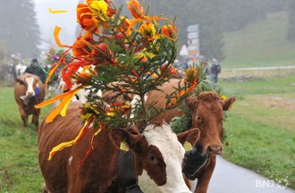 Description de l'image